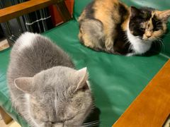 -猫色咖啡·猫咖