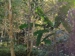-雁南飞茶田景区
