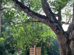 -中国科学院西双版纳热带植物园