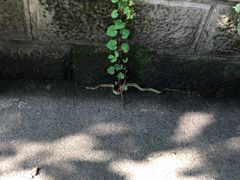 -南山植物园