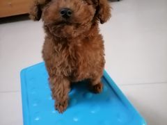 -宠福鑫康馨动物医院·骨科·眼科