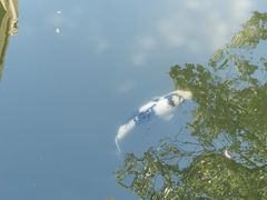 -瀛洲公园