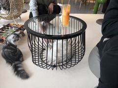 -飞行喵MR PILOT|猫舍·猫咖(静安大融城店)
