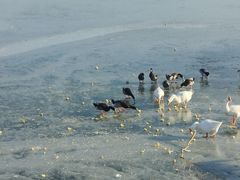-天津东丽湖风景区