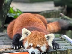 -云南野生动物园