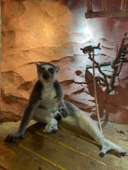 -Zoolung Zoolung动物主题公园(海信广场店)