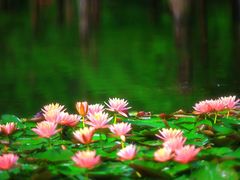 -白鹭湾湿地公园