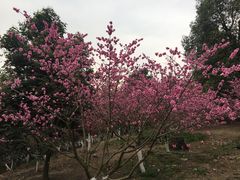 -秀丽东方