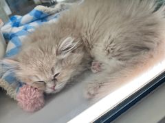 -babydoll猫舍·米努特·德文·缅因(久光中心店)