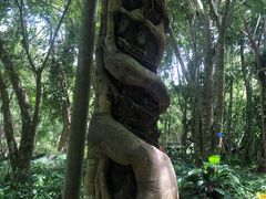 -中国科学院西双版纳热带植物园