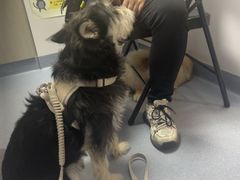 -宠物星动物医院·眼科·异宠·猫科(江南大道总院)