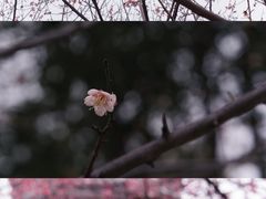 -洋湖国家湿地公园