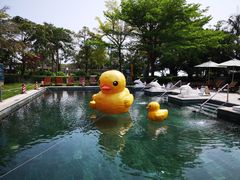 -采粤轩中餐厅(惠州金海湾喜来登度假酒店)