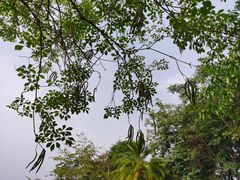 -广西壮族自治区药用植物园