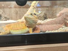 -酷以爬仙阁实体爬宠店·守宫·蜥蜴·专业繁育