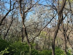 -高尔山公园