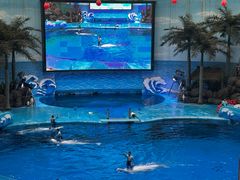 -海合安成都极地海洋公园