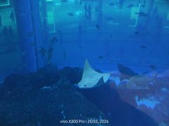 -迪拜水族馆及水下动物园