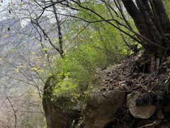 -青峰峡国家森林公园