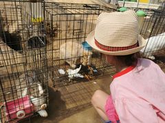 -前小桔亲子创意农场·草莓采摘·露营烧烤