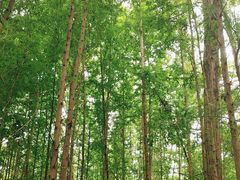 -桤木河湿地公园