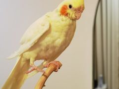 -青石桥花鸟鱼虫市场(叠翠城店)