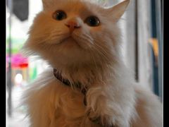 -Babycat私家御饼屋(龙头路一店)