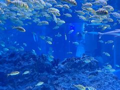 -海合安成都极地海洋公园