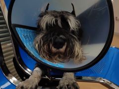 -小叮当动物医院·骨科·眼科