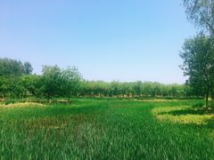 -东郊湿地公园