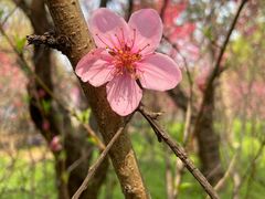 -南汇桃花村