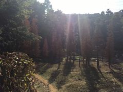 帽峰山-广州市帽峰山景区