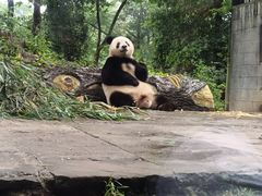 -中国大熊猫保护研究中心雅安碧峰峡基地