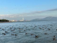 -深圳湾公园(南山区)