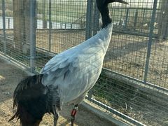 -盐城丹顶鹤湿地生态旅游区