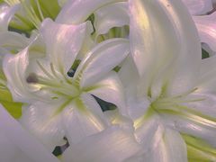 -循礼门鲜花花市(武汉循礼门店)