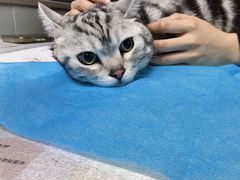 -伟伟宠物医院·CT影像中心·瑞派犬猫综合性门诊(汉口总院)