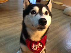 -Husky Go! 哈士奇体验馆·宠物咖啡厅狗咖