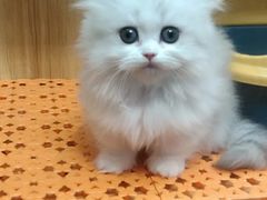 -欣宠猫屋·矮脚拿破仑·蓝金金渐层