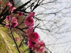 -香雪海