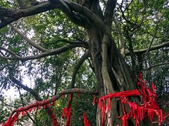 景点-老木棉·匠园