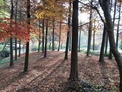 -宝界山林公园