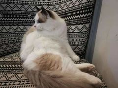 -喵zoo家庭繁育猫舍(尖东智能花园店)