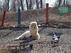 -北京野生动物园