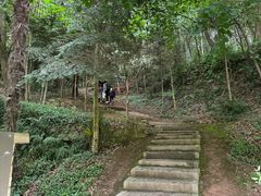 -上海佘山国家森林公园天马山园