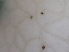 -香江小厨 The Kitchen(香江俱乐部店)