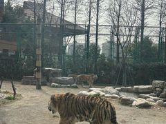 -上海野生动物园老虎餐厅