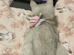 -虹泰宠物医院 ·旗舰店·24h(南秀路店)