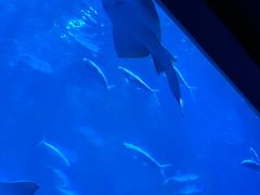 -香港海洋公园