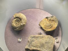 -郑州自然博物馆(惠济区)